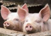 Détenteurs de porcs ou de sangliers : déclaration obligatoire et vigilance